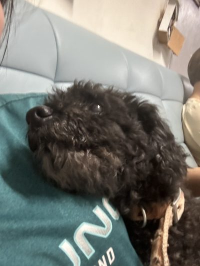 超級黏人滿眼是你